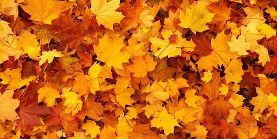 Fall leaves
