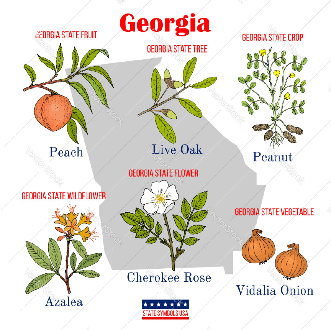 Outline of Georgia with state symbols on top