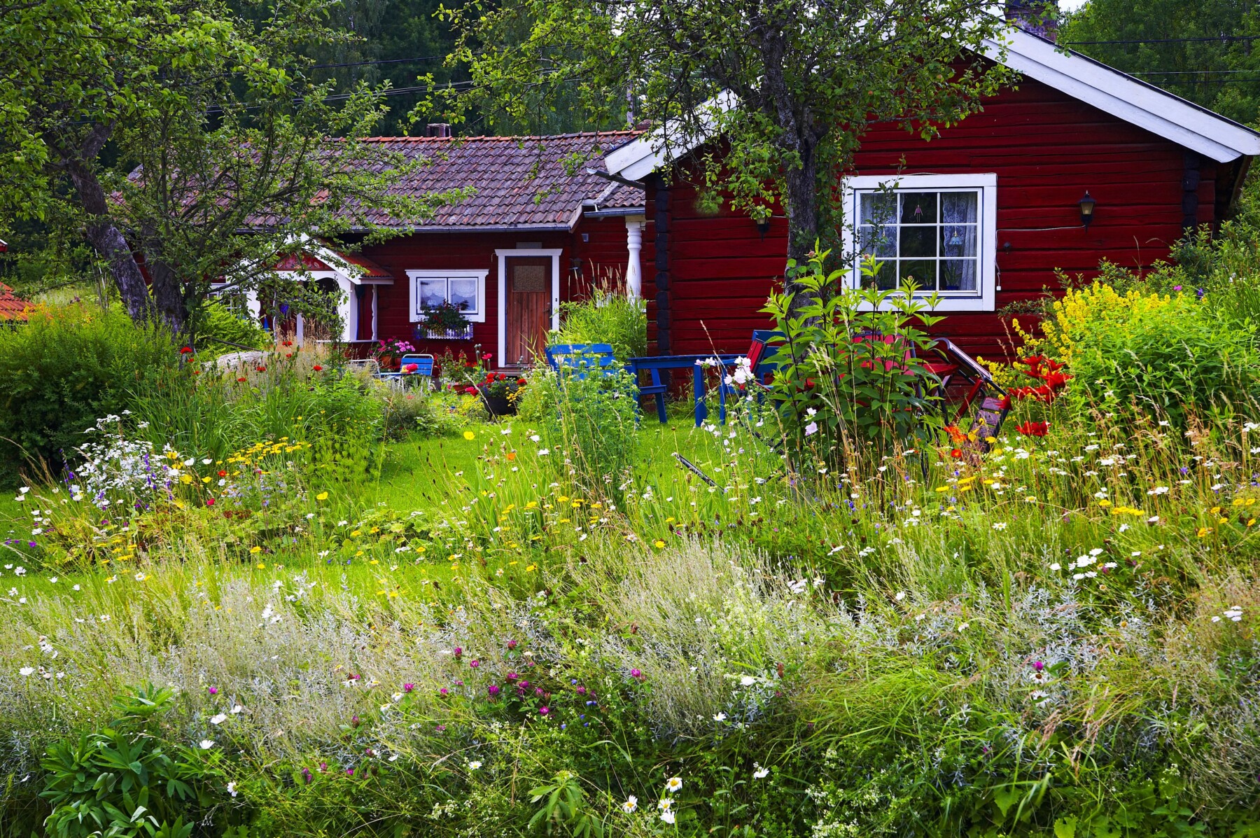 Home landscape that includes many flowering native plants