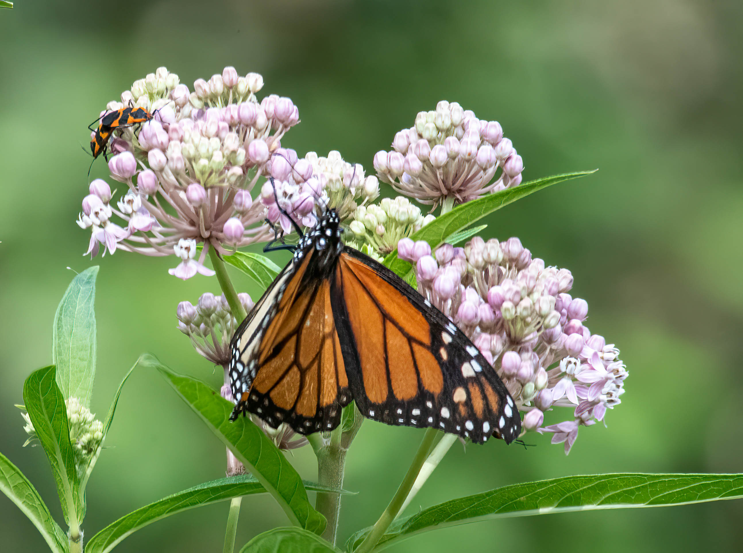 Monarch on swamp milkweed