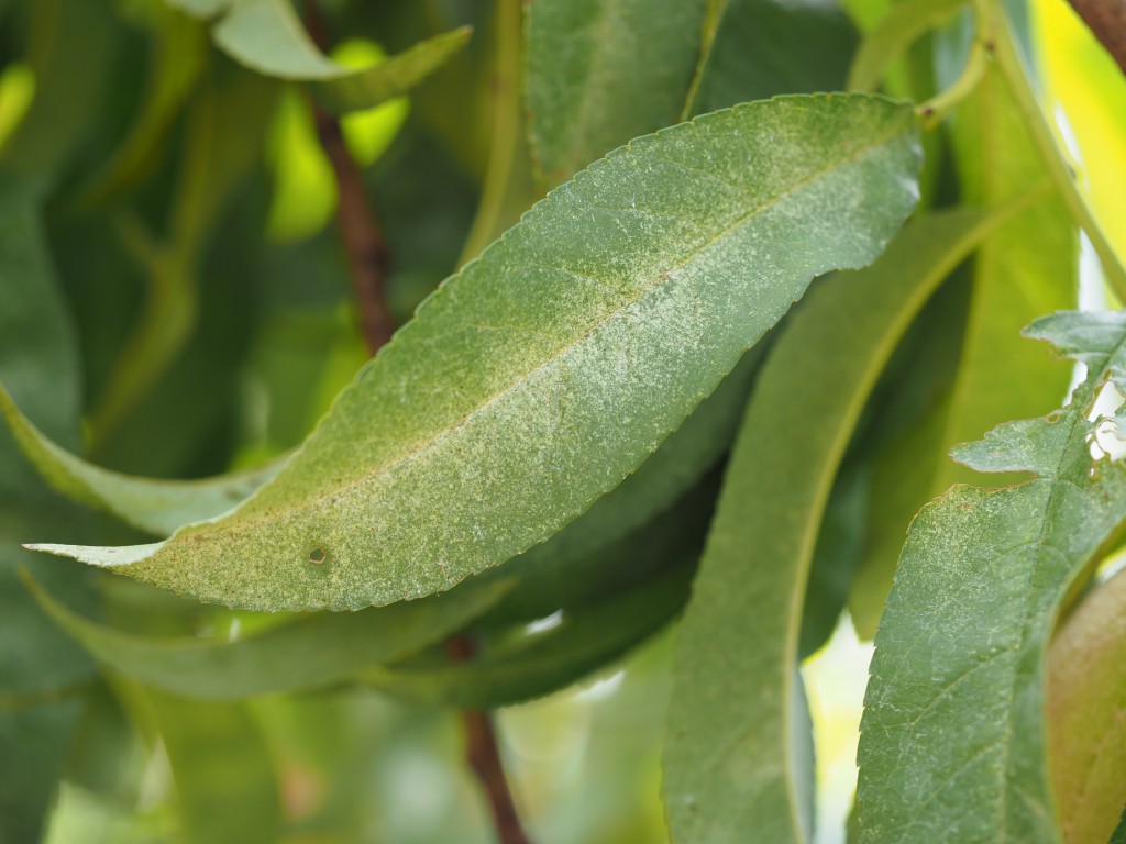 peach tree mites