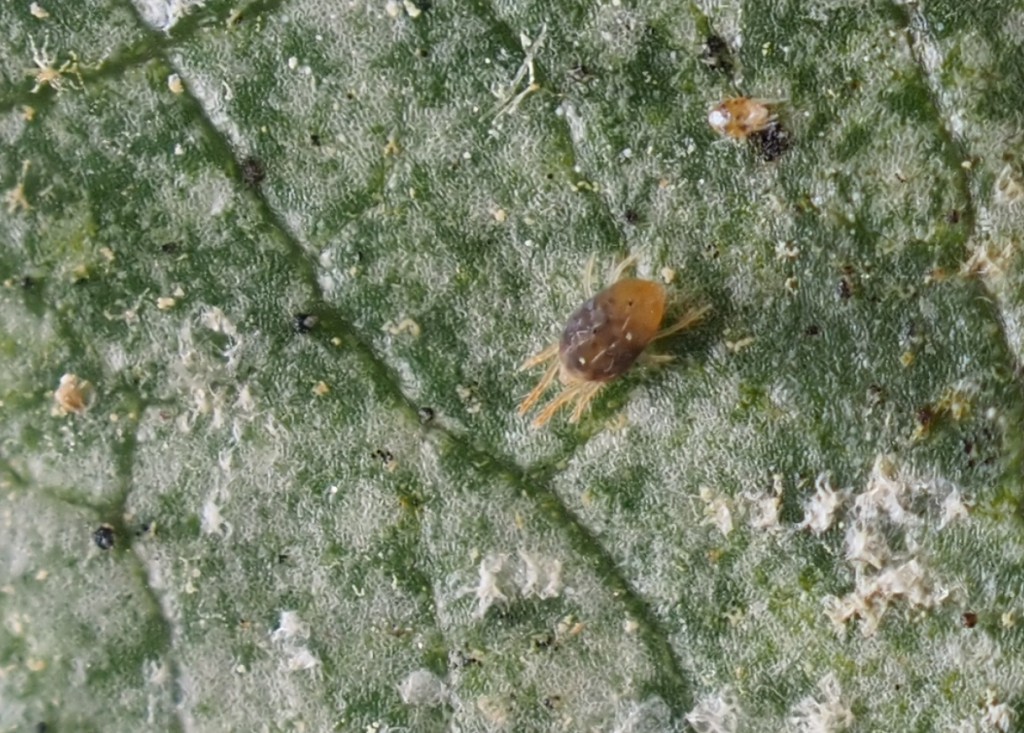 peach tree mites