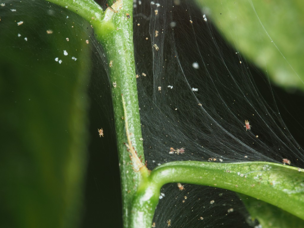 peach tree mites