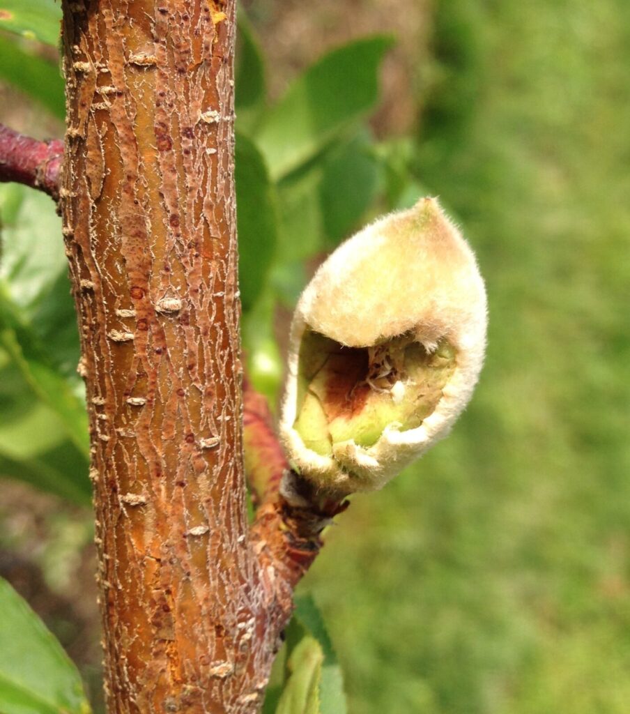 Peach fruit damage from hail.