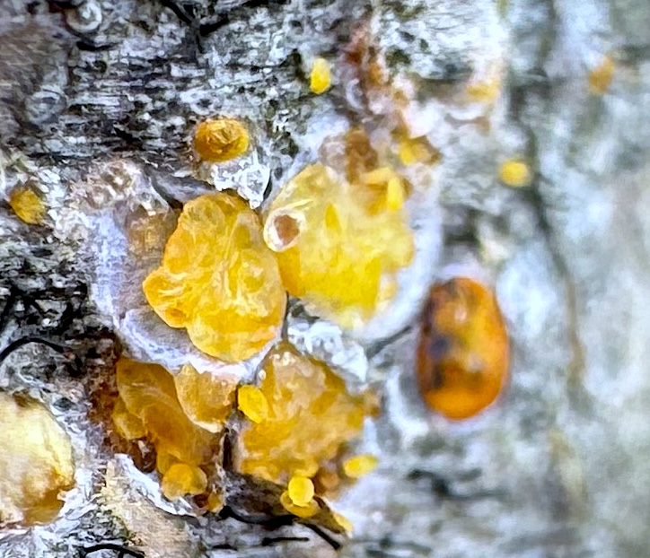 Exposed female San Jose scale insects along with a few crawlers on a peach tree.