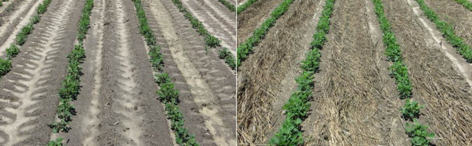 Image showing thrips injury in peanut in conventional tillage and strip tillage with rye cover.