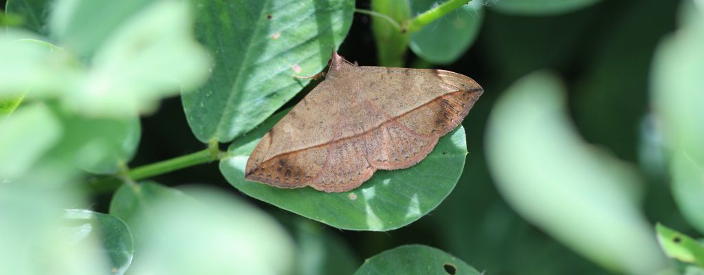 It started raining. What do we do now for peanut pests?