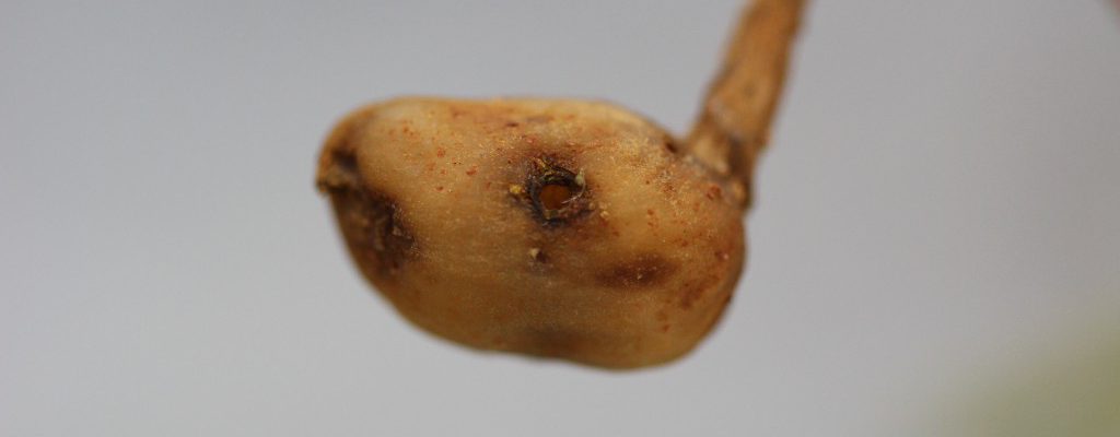 Peanut pod with rootworm injury.