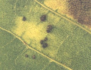 black aphid nymphs