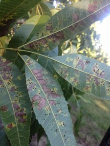 black aphids