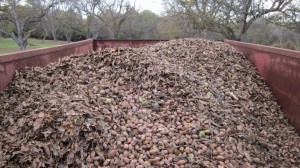 pecan harvest 2011 064