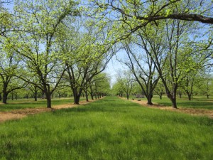 pitts orchard spring