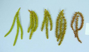 catkins