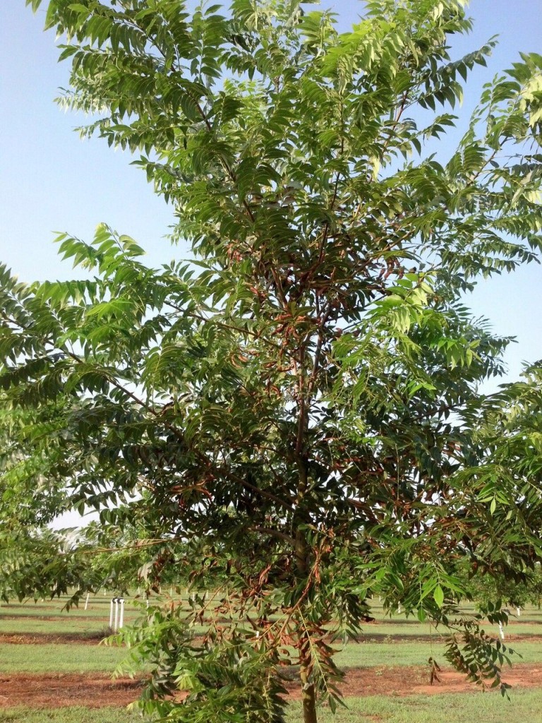 pecan tree leaves in fall