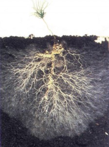 mycorrhizalroots35