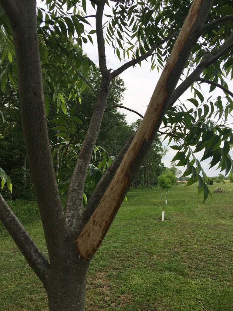 Flying Squirrels Strip Bark From Pecan Trees UGA Pecan Extension