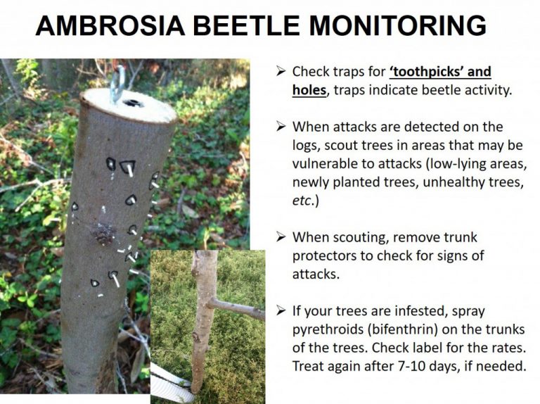 Insect Update: Ambrosia Beetles | UGA Pecan Extension