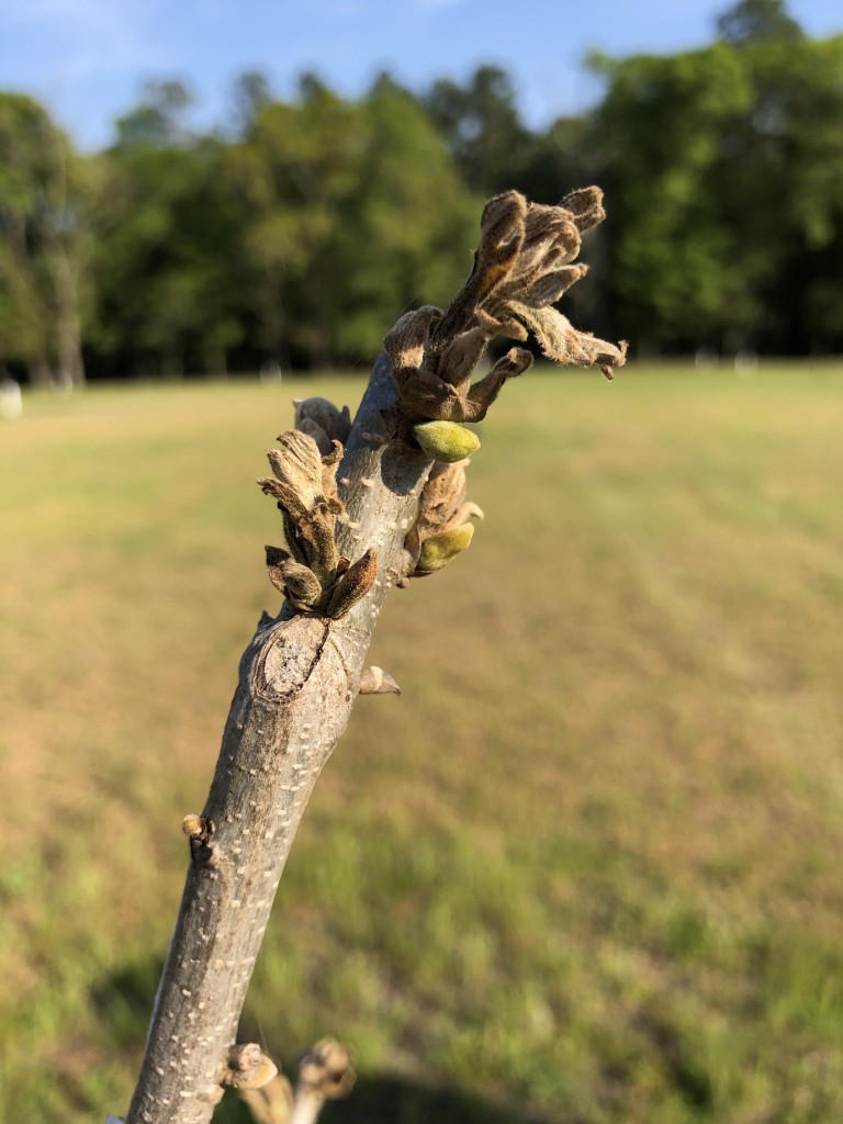 Cold Weather Damage and When to Start Spraying | UGA Pecan Extension