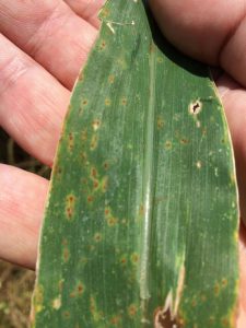 2016 Common Rust Mictchell County