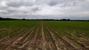 Corn