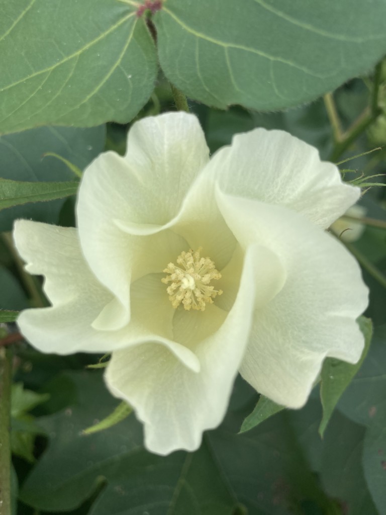 Cotton showing full bloom and contrasting performance between Bt cotton