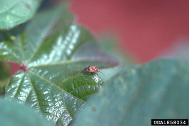 Managing Plant Bugs in Blooming Cotton