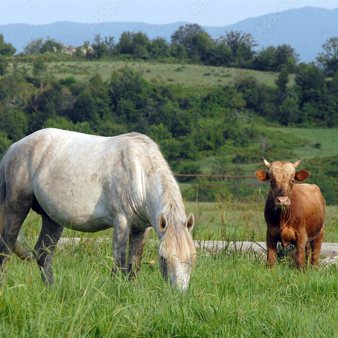 Southwest District Livestock