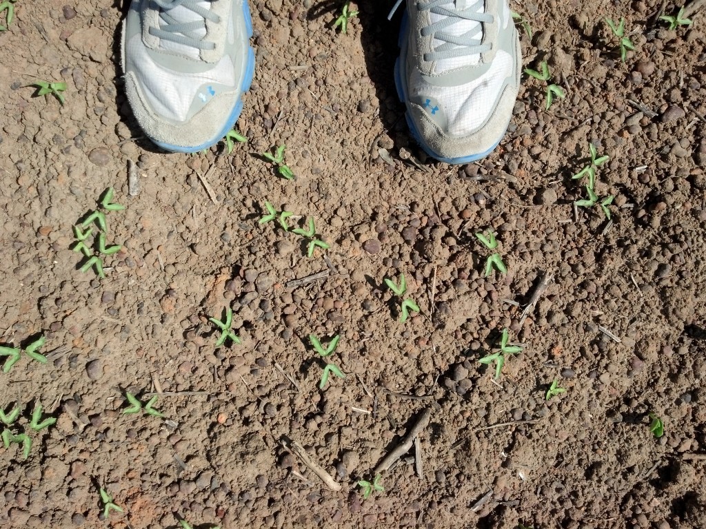 Several pitted morningglory coming up in soybeans.