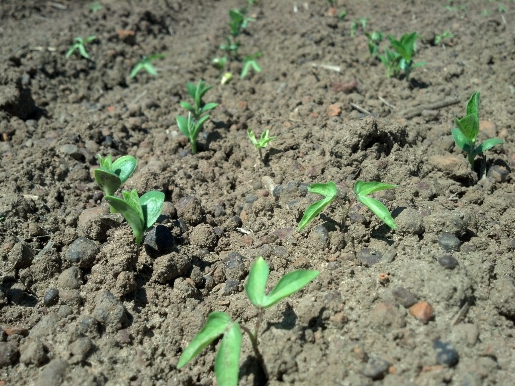 You can see several pitted morningglories coming up in these twin row soybeans.