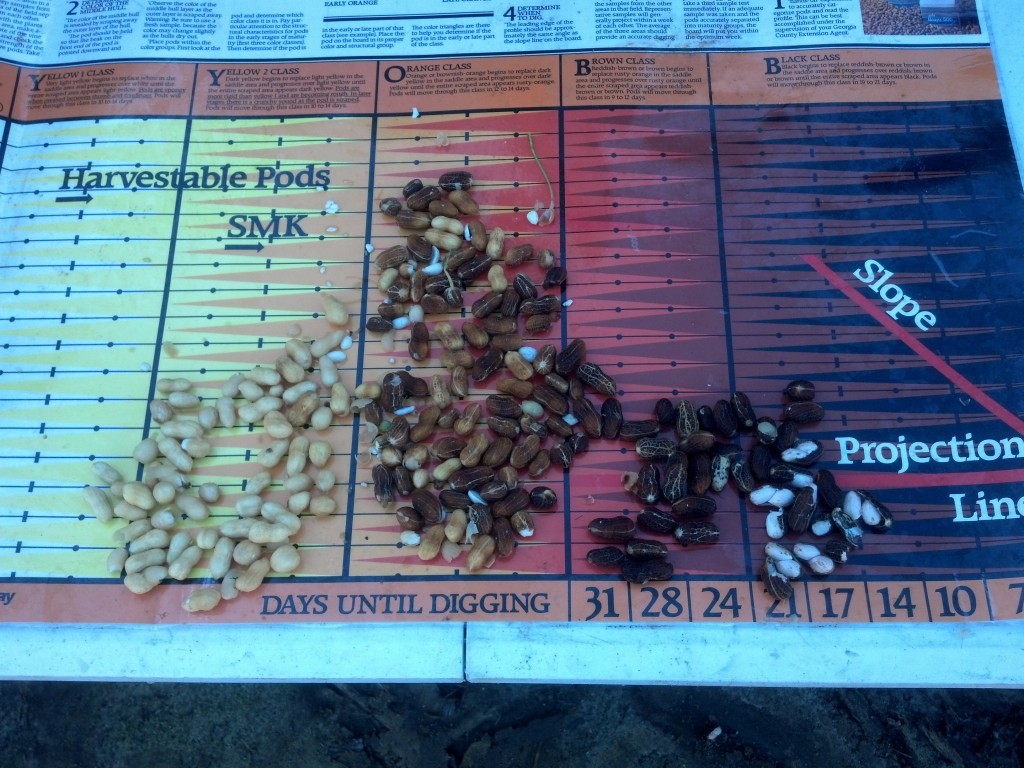 peanut maturity board