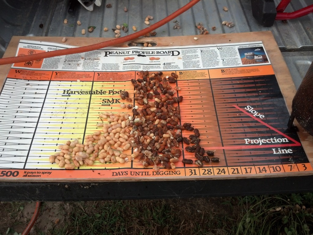 These 130 day old peanuts probably need 3 weeks before they are ready to dig.