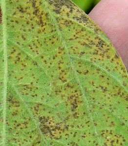 Soybean Rust