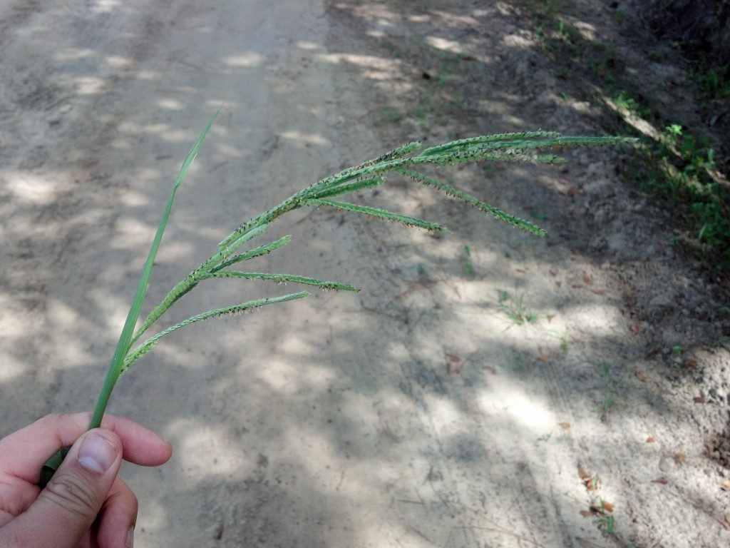 Vaseygrass Seedhead