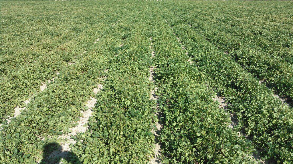 Spider mite injury in a peanut field. It may appear as drought stress from a distance. 