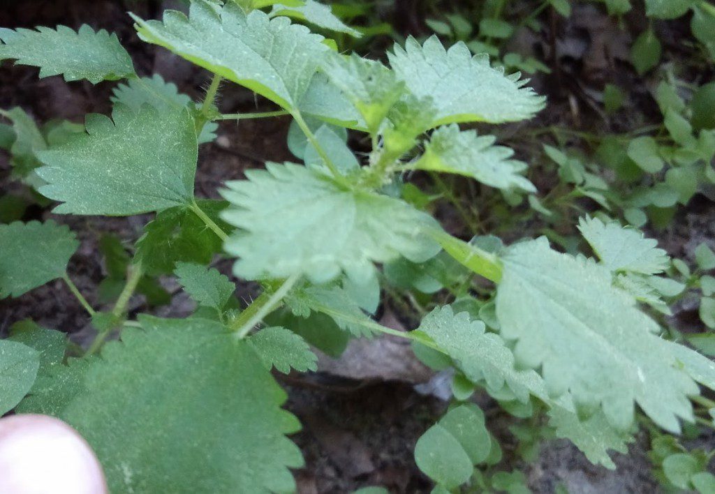 stinging nettle rash spreading