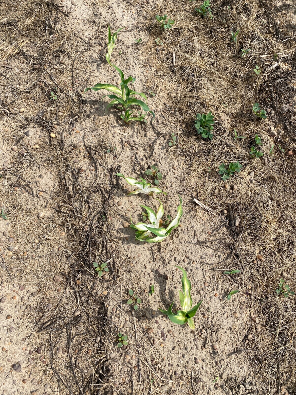 Image showing phytotoxic effects of Brake herbicide carryover on corn.