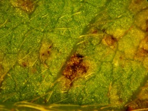 Lesions at higher magnification with rust spores visisble