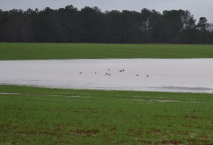 Duck decoys enticing some geese to a flooded wheat field.