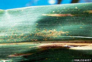 southern corn rust