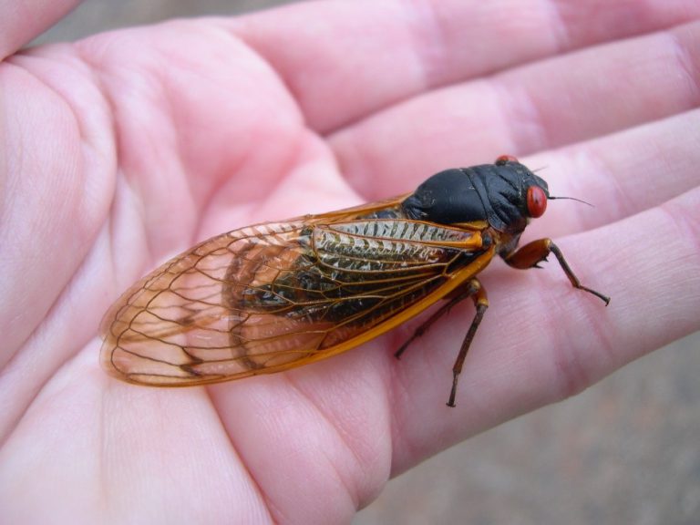 Cicada FAQs Towns/Union Extension Blog