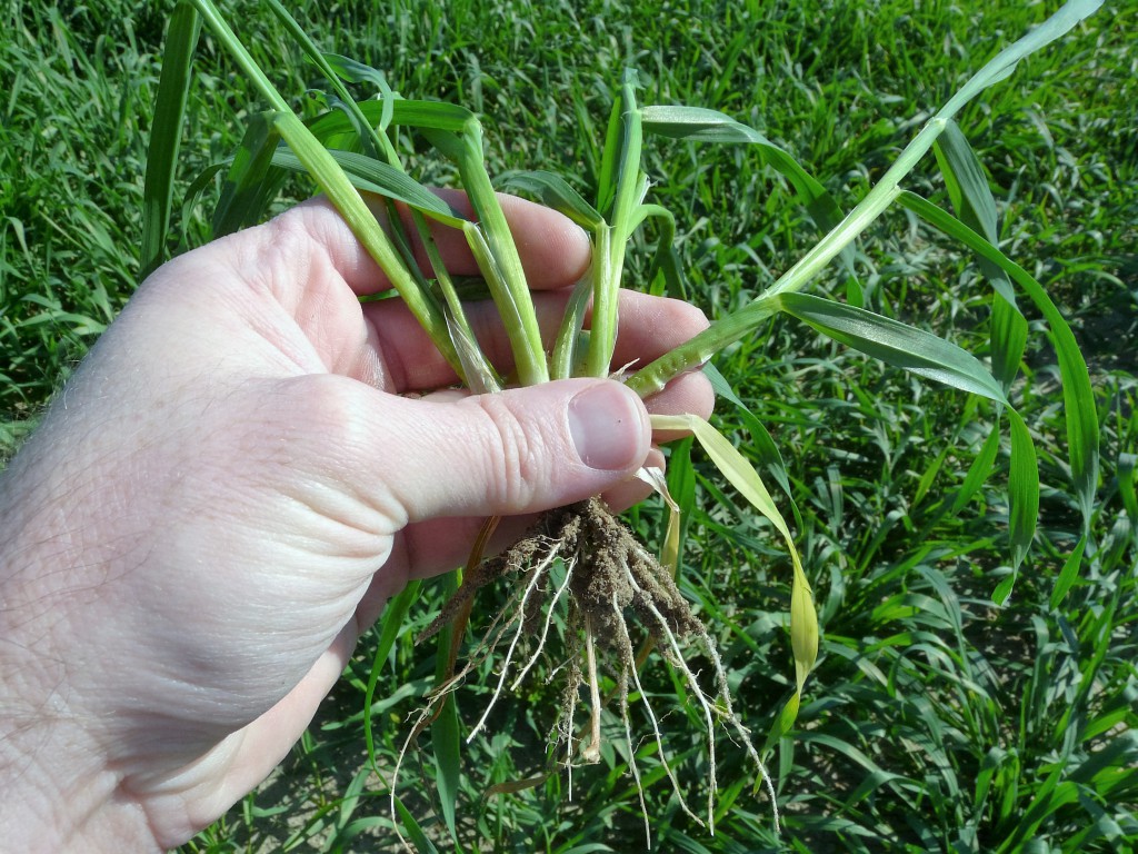 Small Grain / Forage Weed Control | Wilcox County Ag