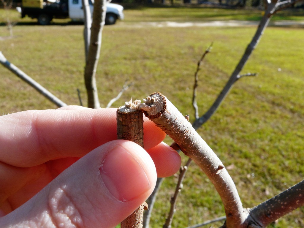 Twig Girdler Pecan Damage