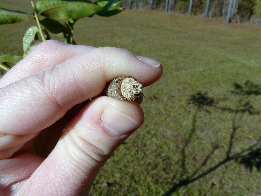 Twig Girdler Pecan Damage | Wilcox County Ag