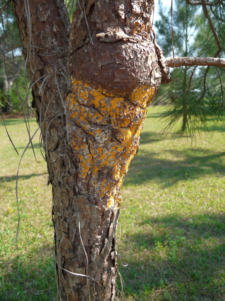 Rust Pine Shrub