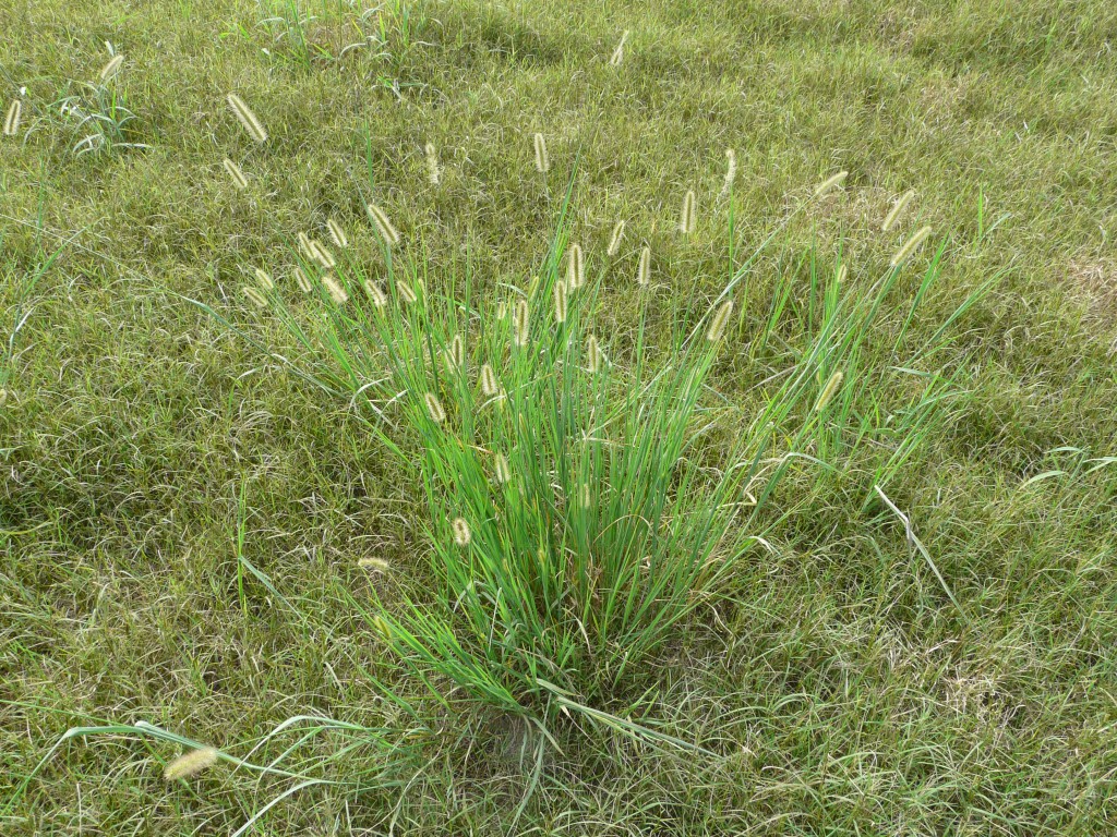 foxtail grass identification