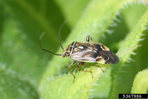 Managing Plant Bugs in Blooming Cotton