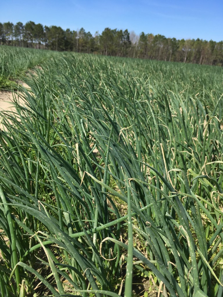 Botrytis in Onion Field Worth County Ag News